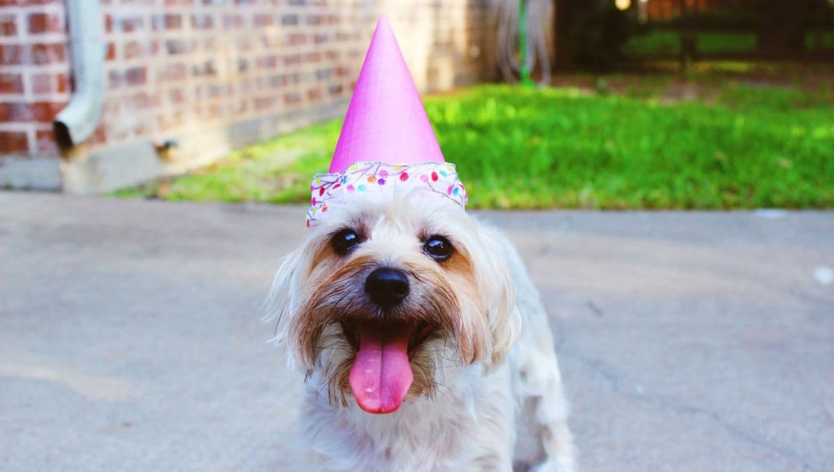 Día del Perro 2024: ¿Cuándo se celebra en México y el mundo?