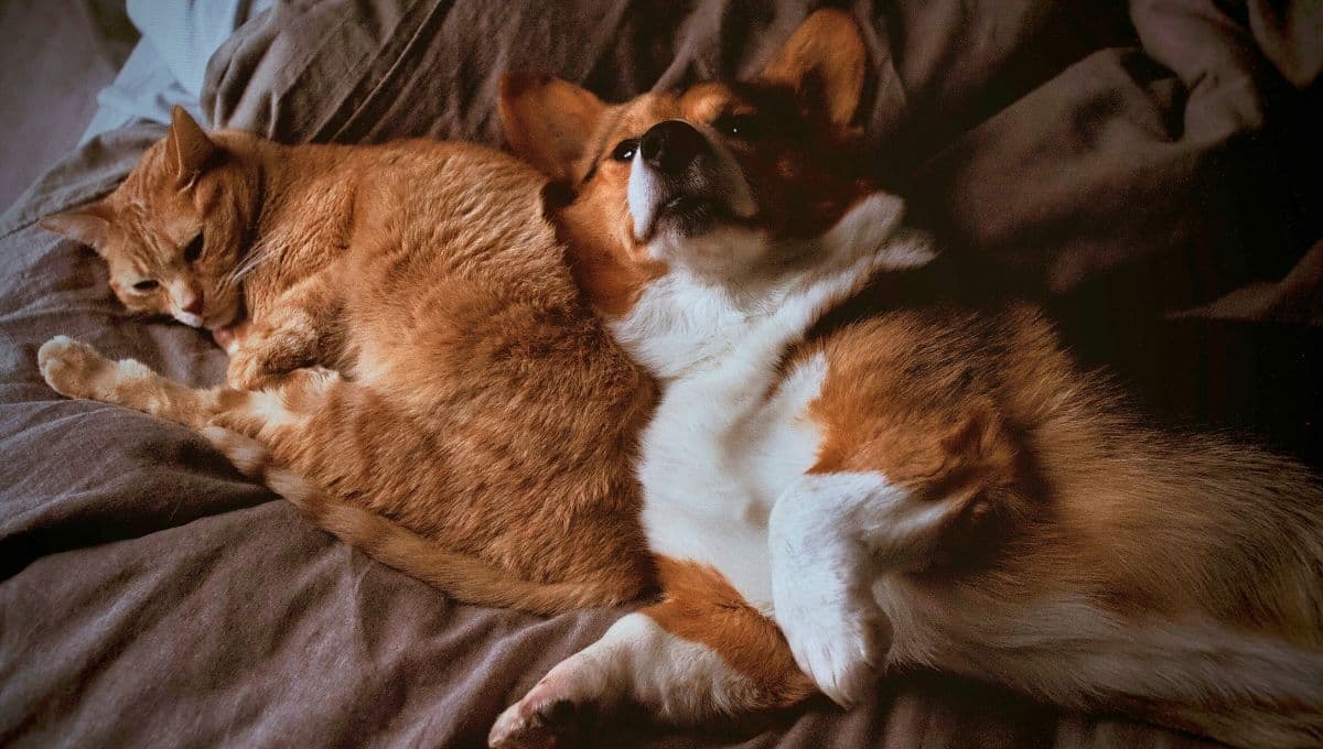 Alerta por garrapatas en mascotas: ¿Cómo cuidar a tu perro o gato?
