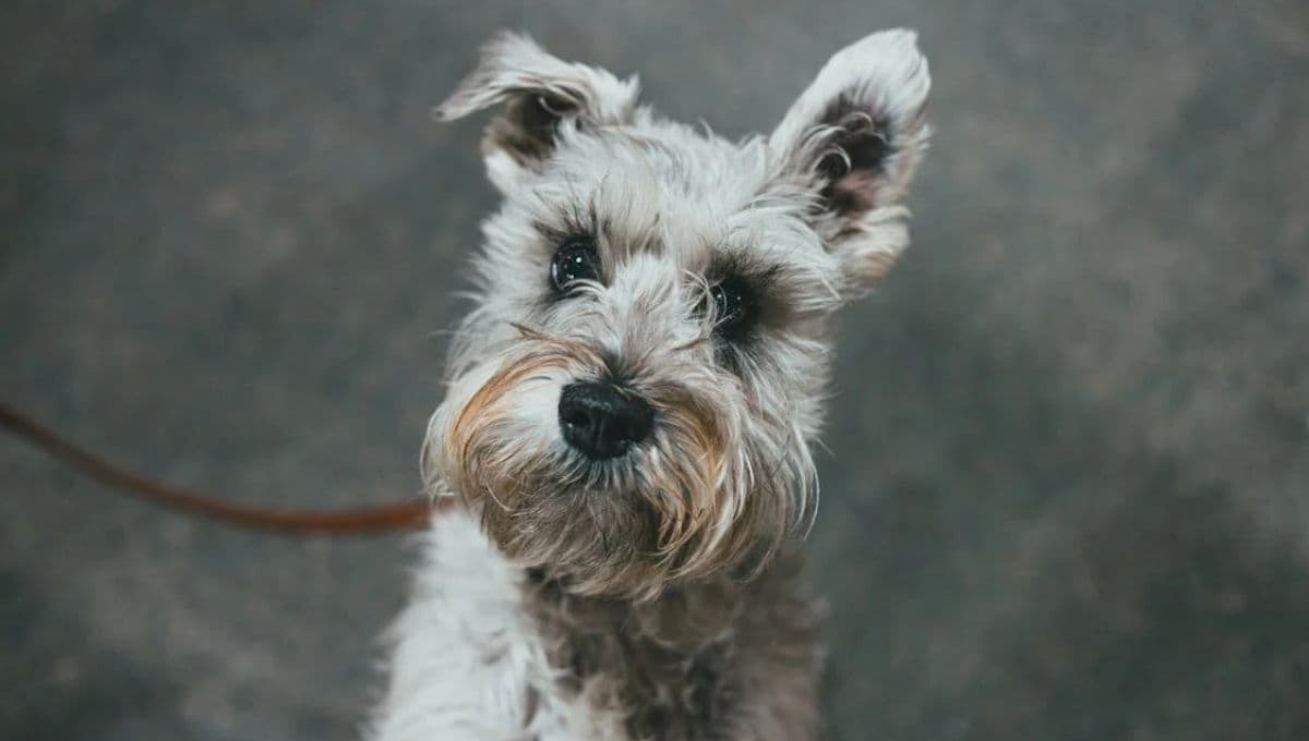 ¿Cómo adoptar a un perro Schnauzer? 5 cosas que debes saber