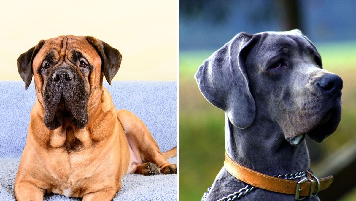 5 razas de perros que muerden más fuerte: ten cuidado con ellos