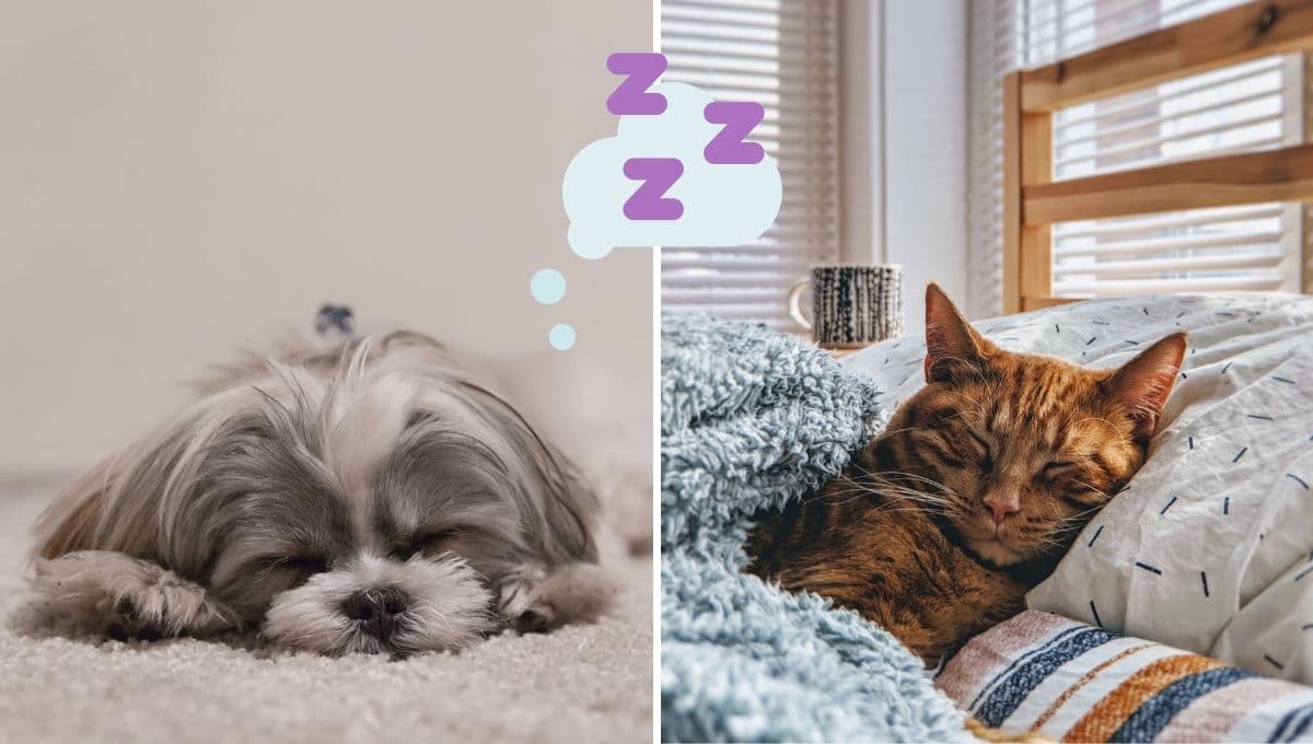 ¿Qué sueñan los perros y gatos, según veterinarios?