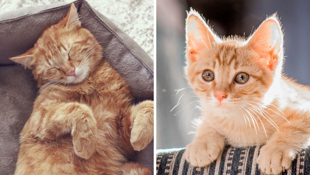 Los mejores nombres para gatos amarillos: cortos y bonitos