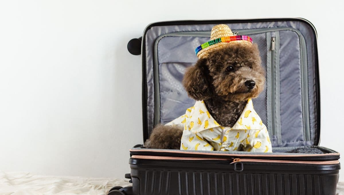 Los pasos que debes seguir antes de llevar de vacaciones a tu mascota