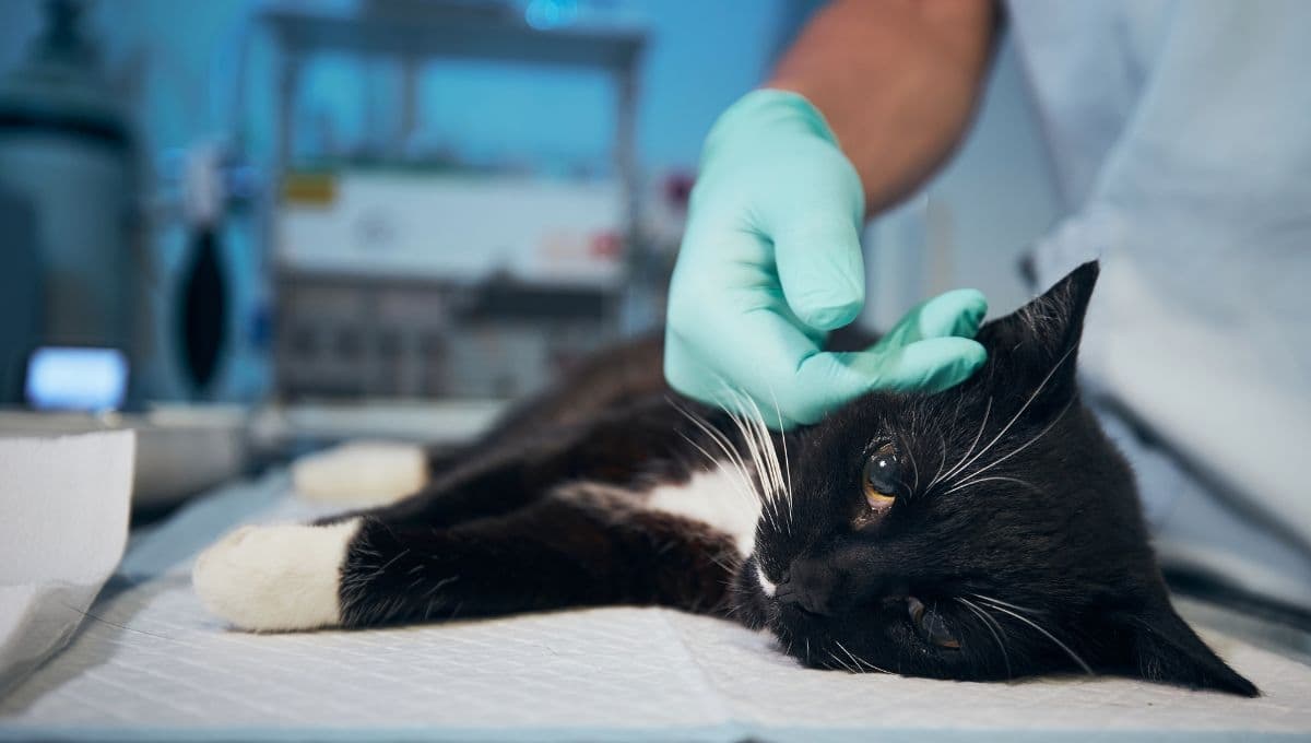 Los síntomas que confirman que un gato tiene peste bubónica