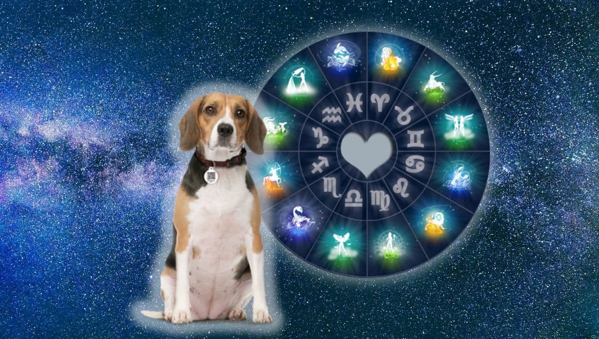 Horóscopo de tu perro: Las predicciones para tu mascota hoy miércoles 17 de julio