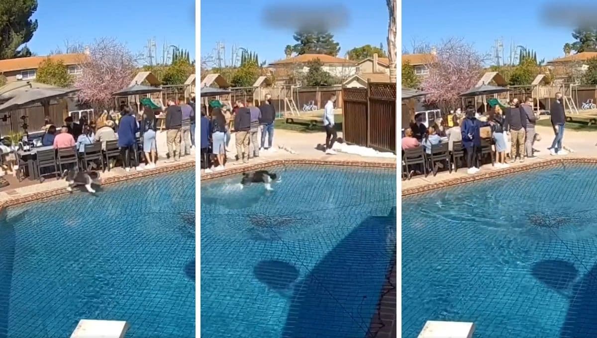 VIDEO: Perro camina sobre el agua y ya lo llaman Jesucristo