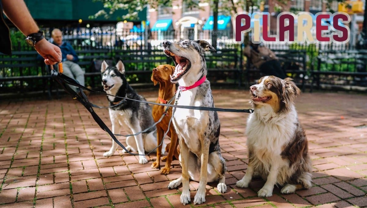 Perrotón 2024: ¿Cómo adoptar un perro en el evento en CDMX?