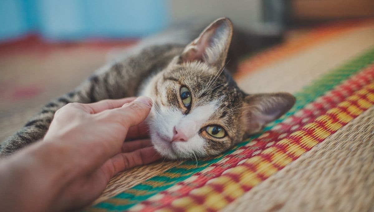 5 señales que debes llevar a tu gato con urgencia al hospital