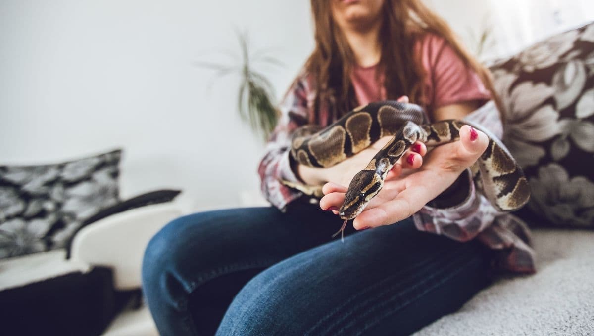 ¿Qué tan bueno es tener una serpiente de mascota?