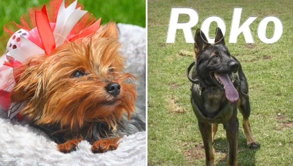 Can Fest 2024: Esterilizaciones, vacunas y adopciones gratis en CDMX por el Día Mundial del Perro