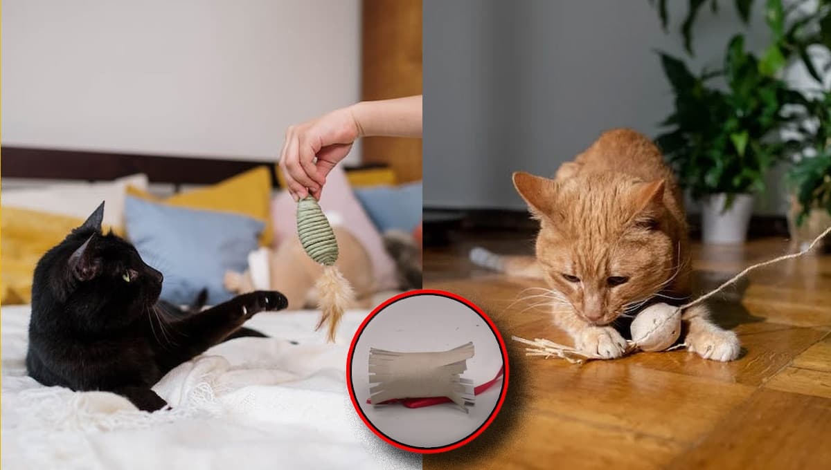 Tutorial de juguete casero para gato con rollo de papel higiénico | Paso a paso