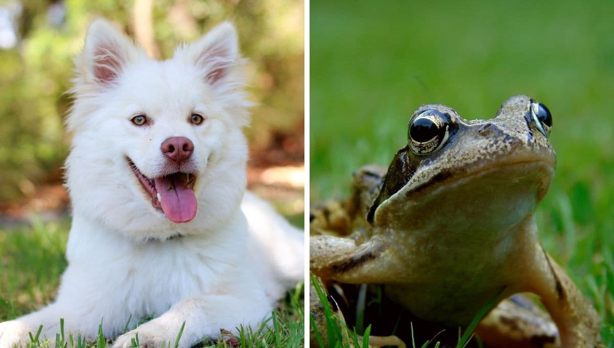 ¿Qué hacer si mi perro muerde a un sapo o rana?