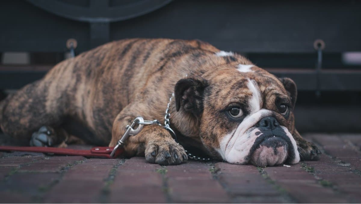 La triste razón por la que se celebra el Día Mundial del Perro en estos países