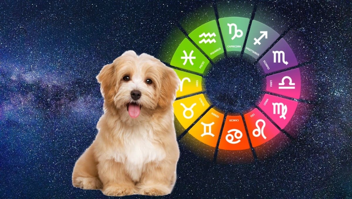 Horóscopo de tu perro: Las predicciones para tu mascota hoy jueves 18 de julio