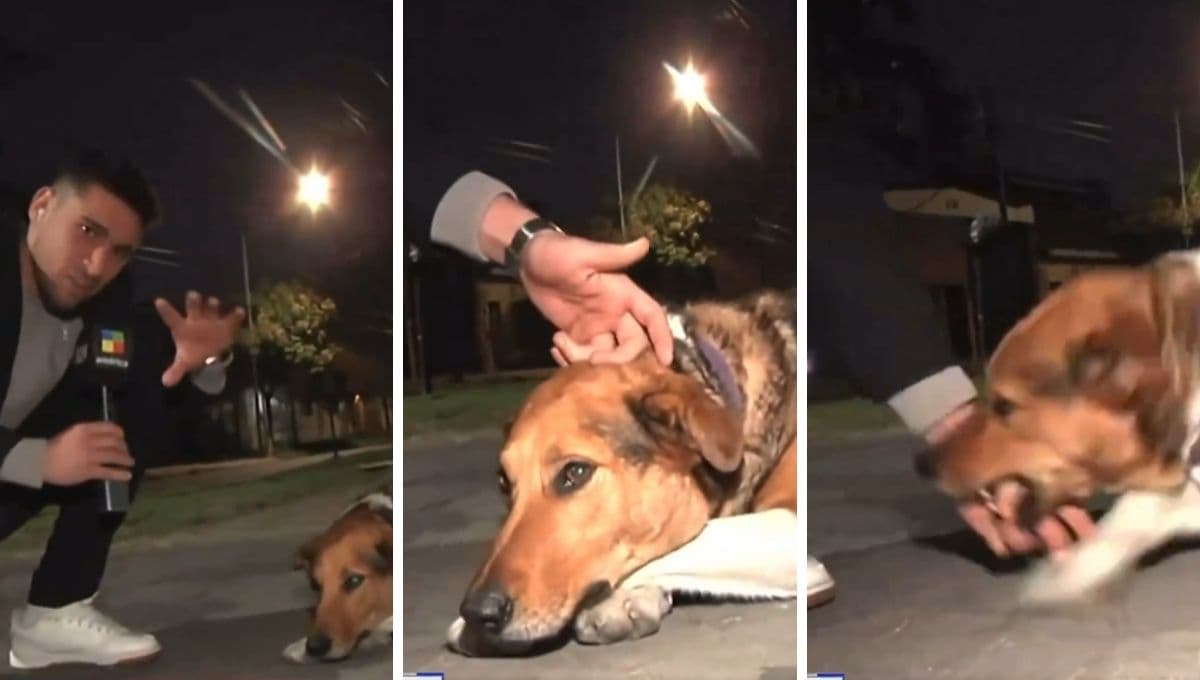 Perro le muerde la mano a un reportero en vivo y el video se hace viral