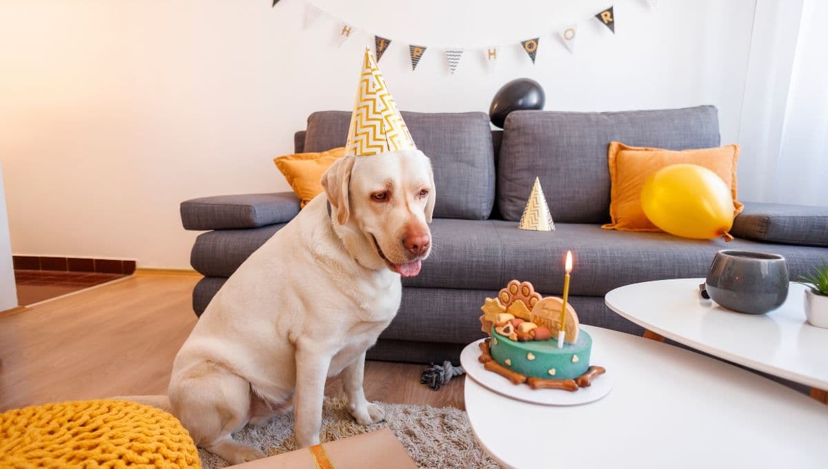 Día del Perro 2024: Las mejores promociones en México para consentir a tu lomito