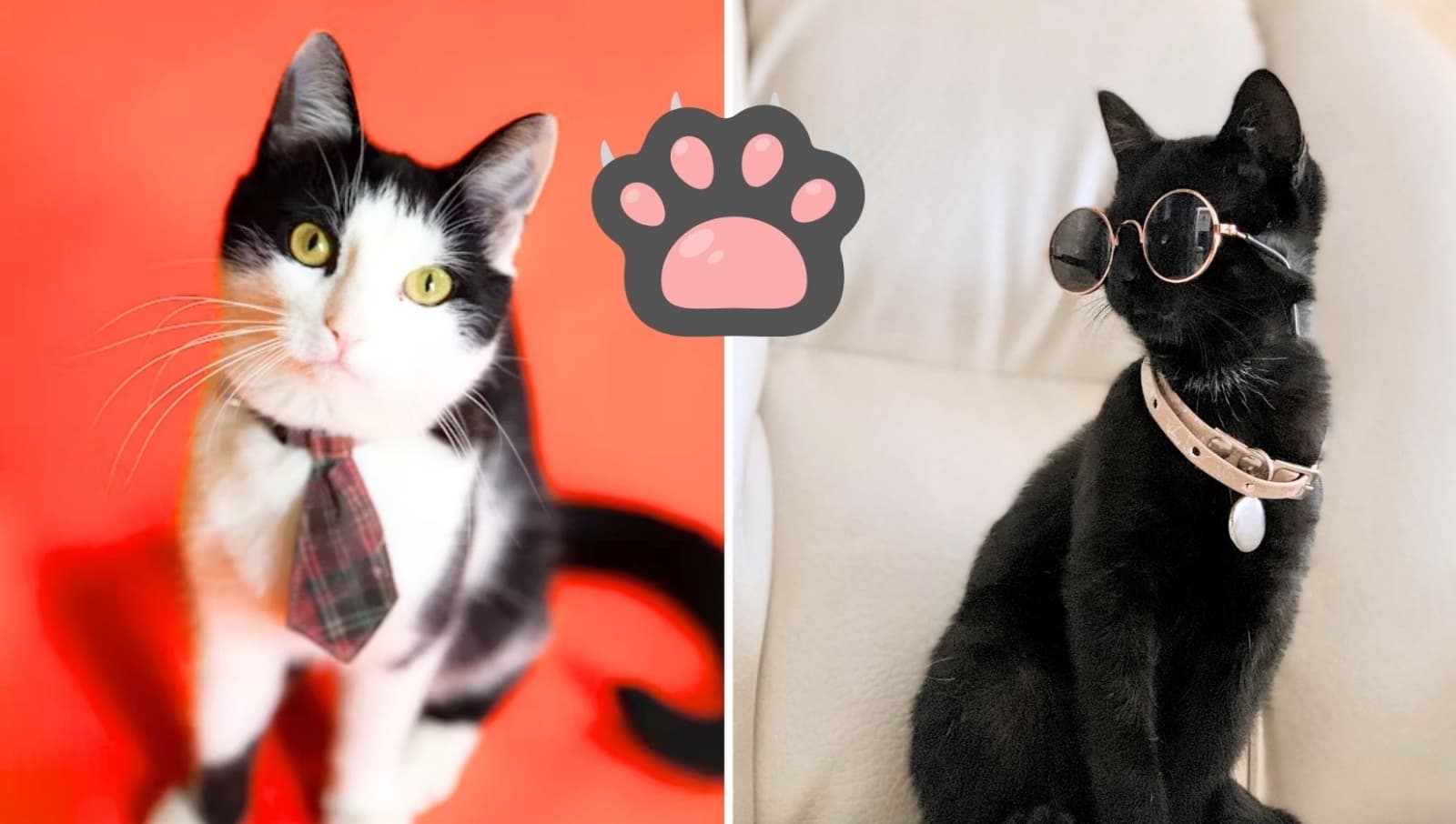Gato Fest 2024: Bazares, acopio, adopciones y todo sobre el evento
