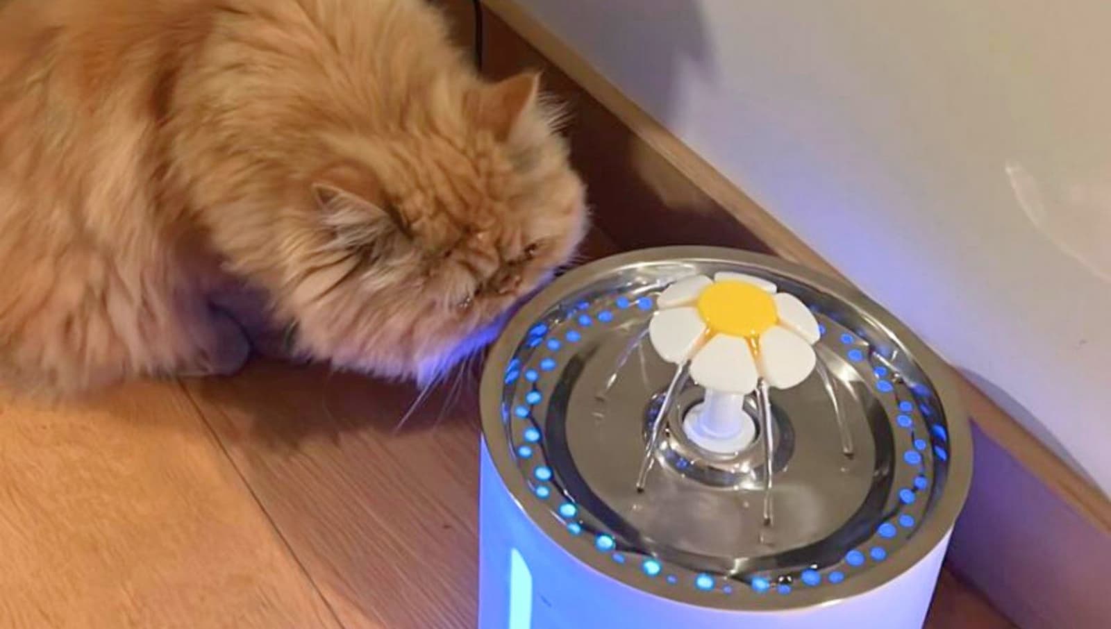 Los mejores bebederos para gato, según especialistas