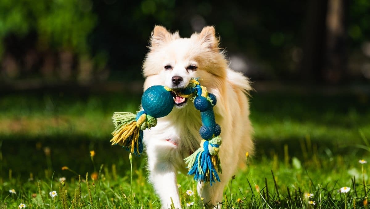 5 lugares pet friendly para sacar a pasear a tu lomito en el Día del Perro 2024