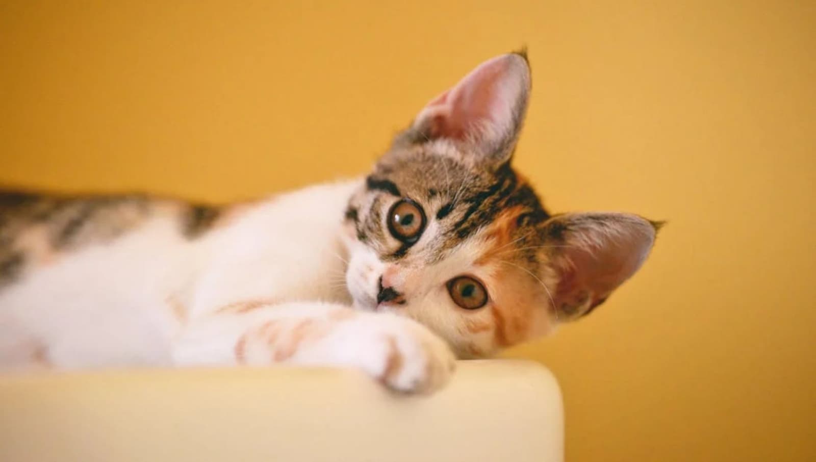 El origen de la palabra "michi" y por qué le dicen así a los gatos