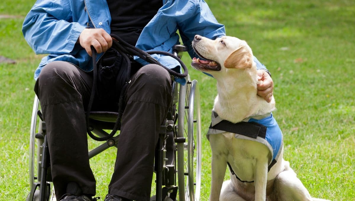 Los perros que pueden ser entrenados para ayudar a personas con discapacidad