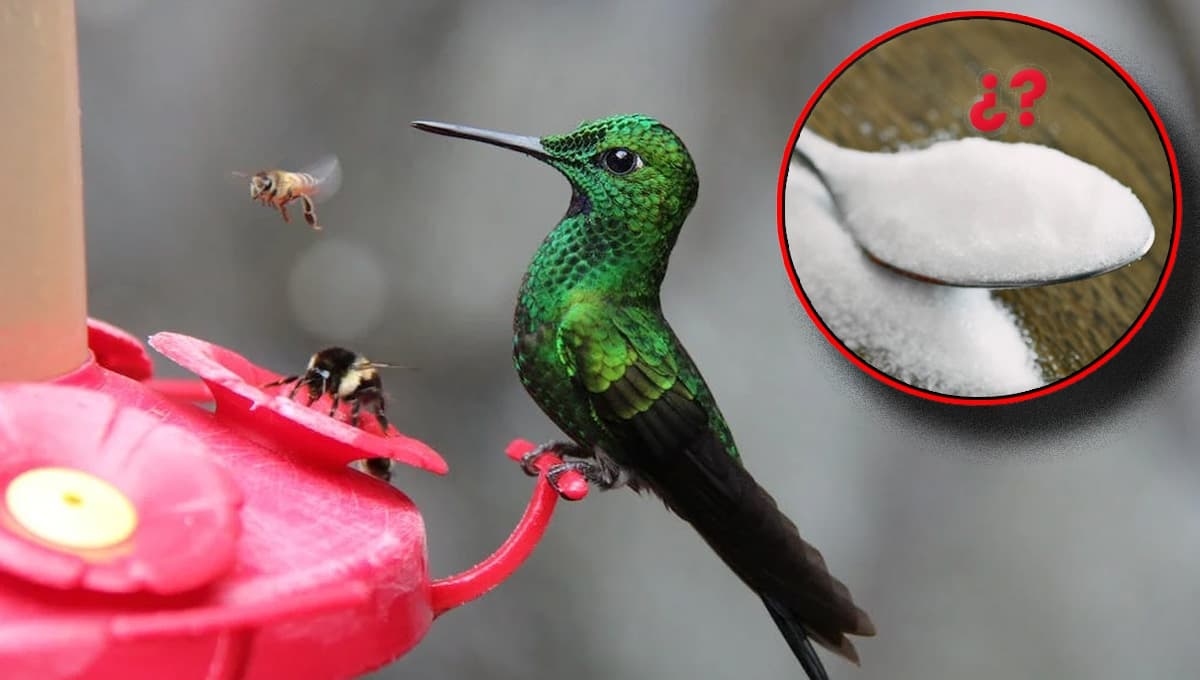 ¿Qué les hace el agua con azúcar a los colibríes?