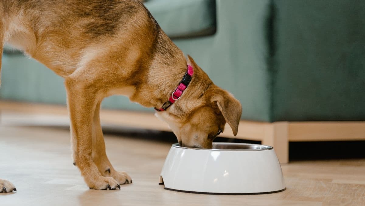 5 cosas que debes saber antes de darle croquetas a tu perro