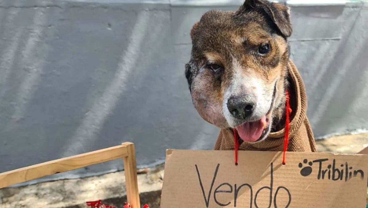 Conoce la historia del perro Tribilín, el perro con cáncer que “vendía dulces” para pagar su tratamiento