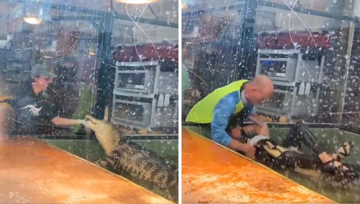 VIDEO: Cocodrilo ataca a cuidadora de zoológico y visitante la salva