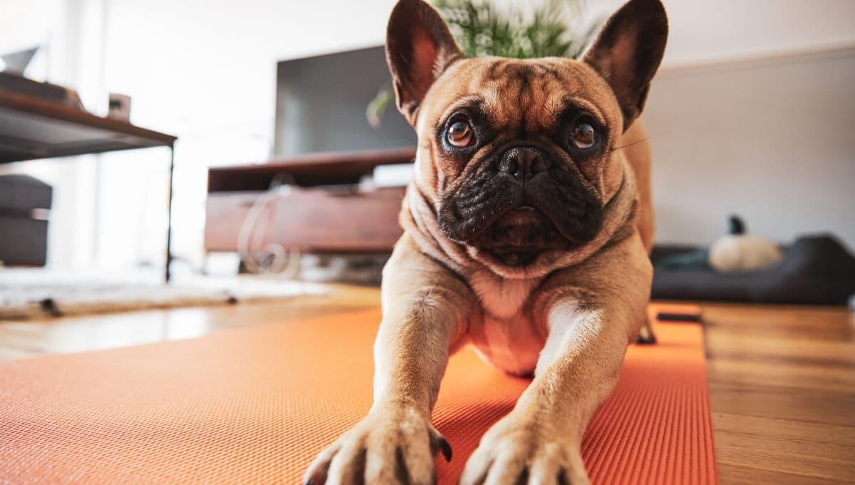 Los beneficios de hacer yoga con tu perro