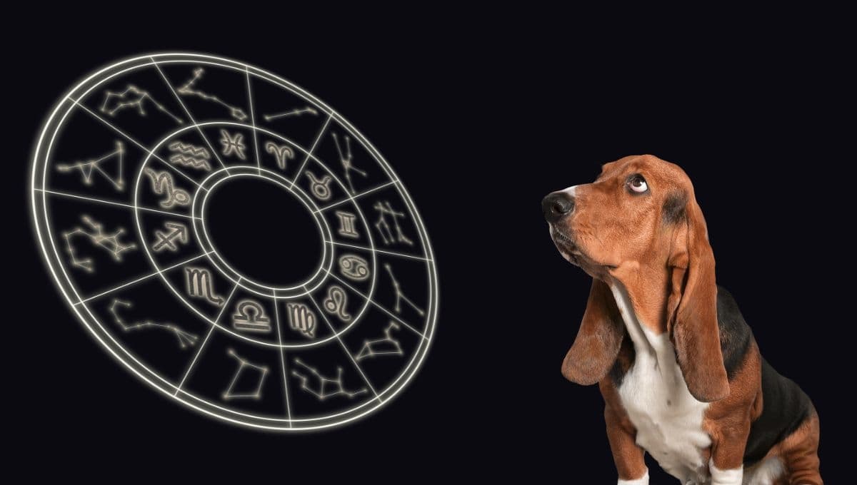 Horóscopo de tu perro: Las predicciones para tu mascota hoy sábado 20 y domingo 21 de julio