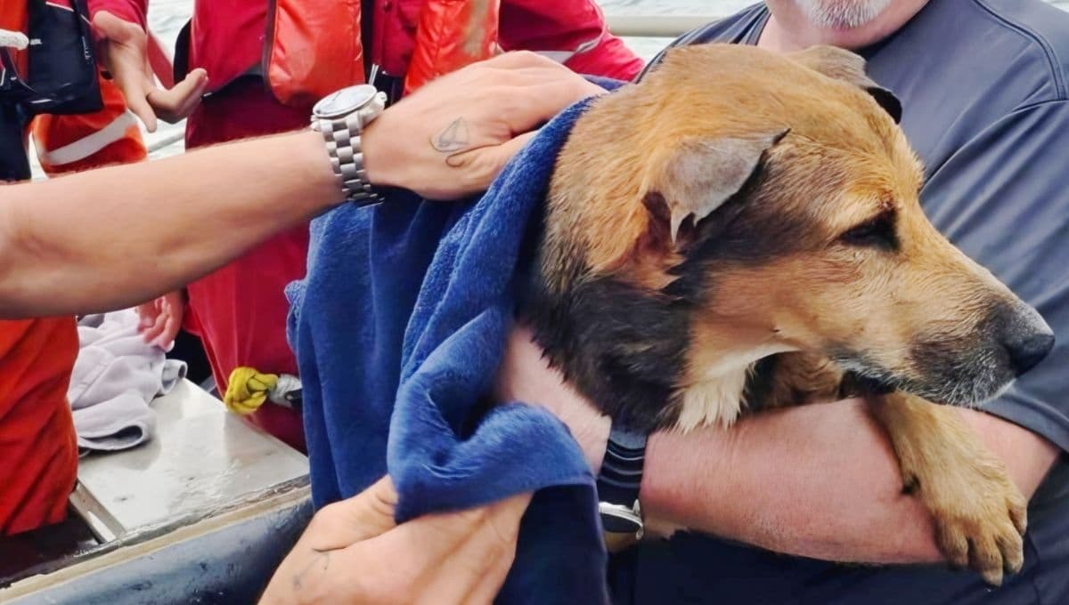 Así rescataron a un perro que estaba atrapado en el mar del Golfo de México