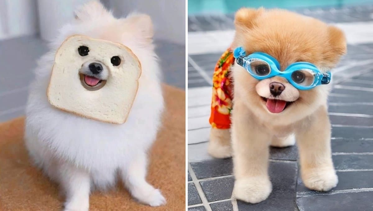 10 fotos de perritos bonitos y graciosos que alegrarán tu día