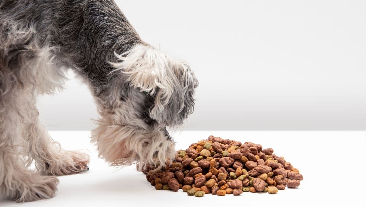 La mejor hora en la que debes darle croquetas a tu perro