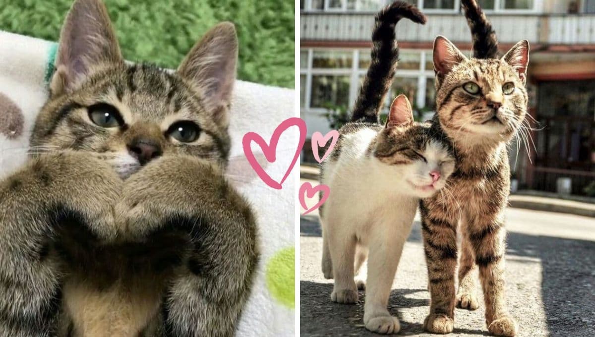 10 imágenes de gatitos enamorados para enviar por WhatsApp