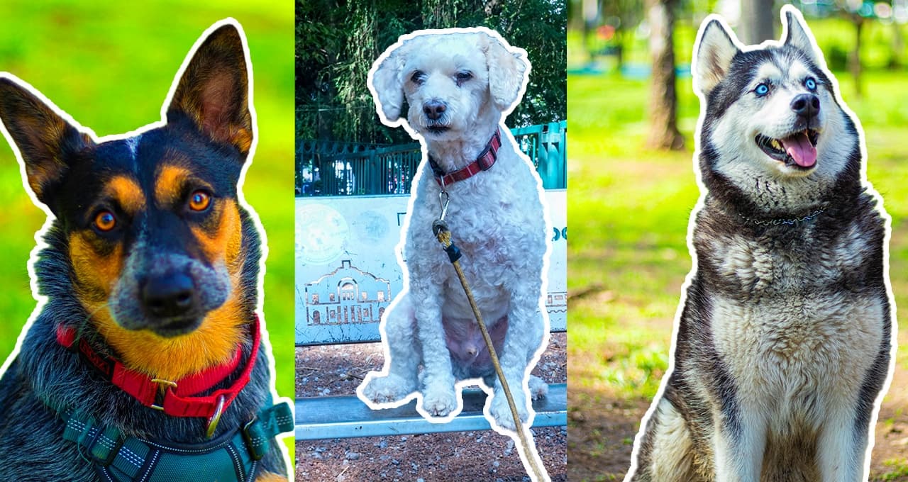 10 fotos de perritos bonitos para fondo de pantalla en tu celular