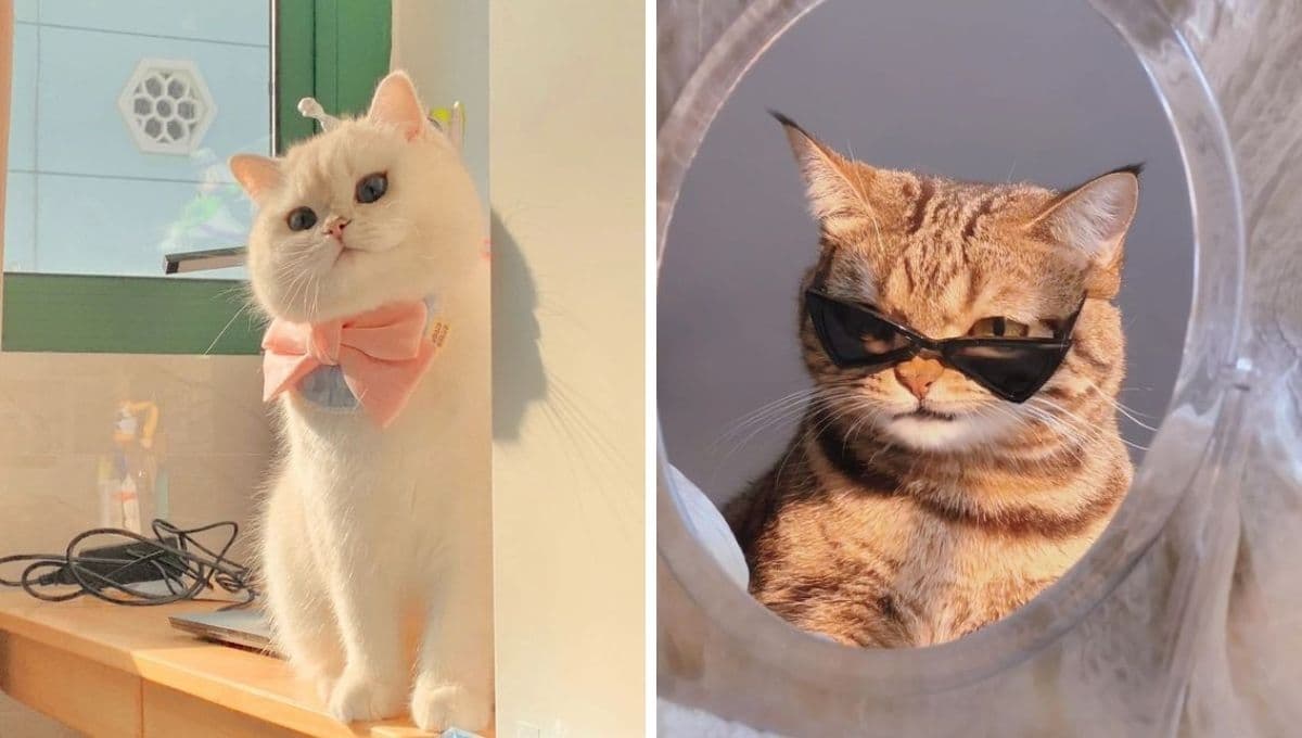 10 fotos de gatitos tiernos que harán más lindo tu fin de semana