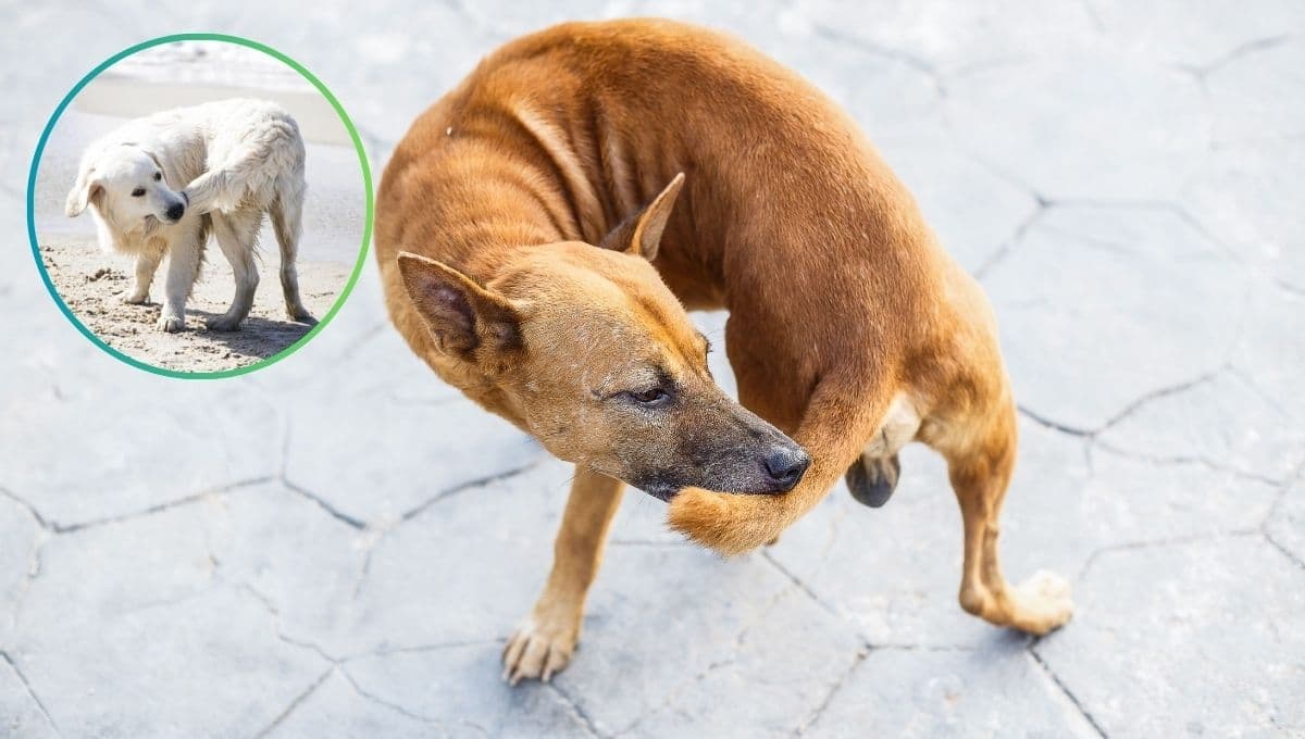¿Por qué un perro se muerde la punta de la cola?