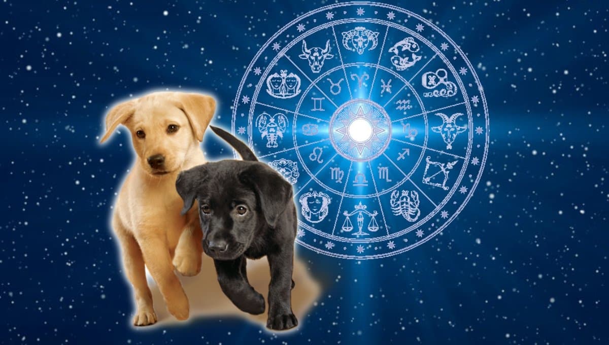 Horóscopo de tu perro: Las predicciones para tu mascota hoy martes 23 de julio