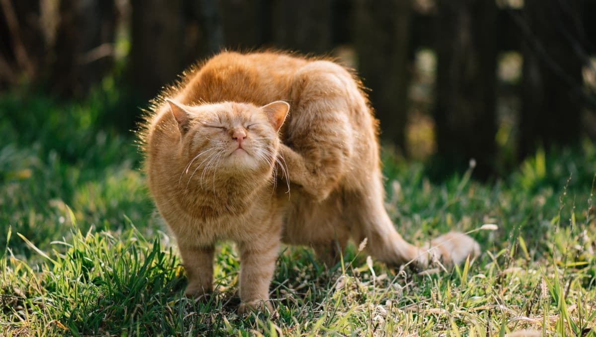 ¿Qué hacer si mi gato tiene pulgas?