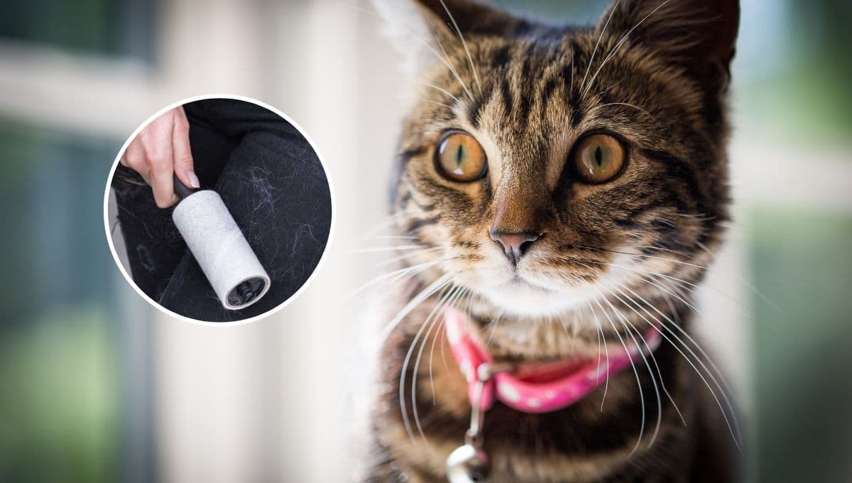 El MEJOR remedio casero para evitar que un gato suelte tanto pelo