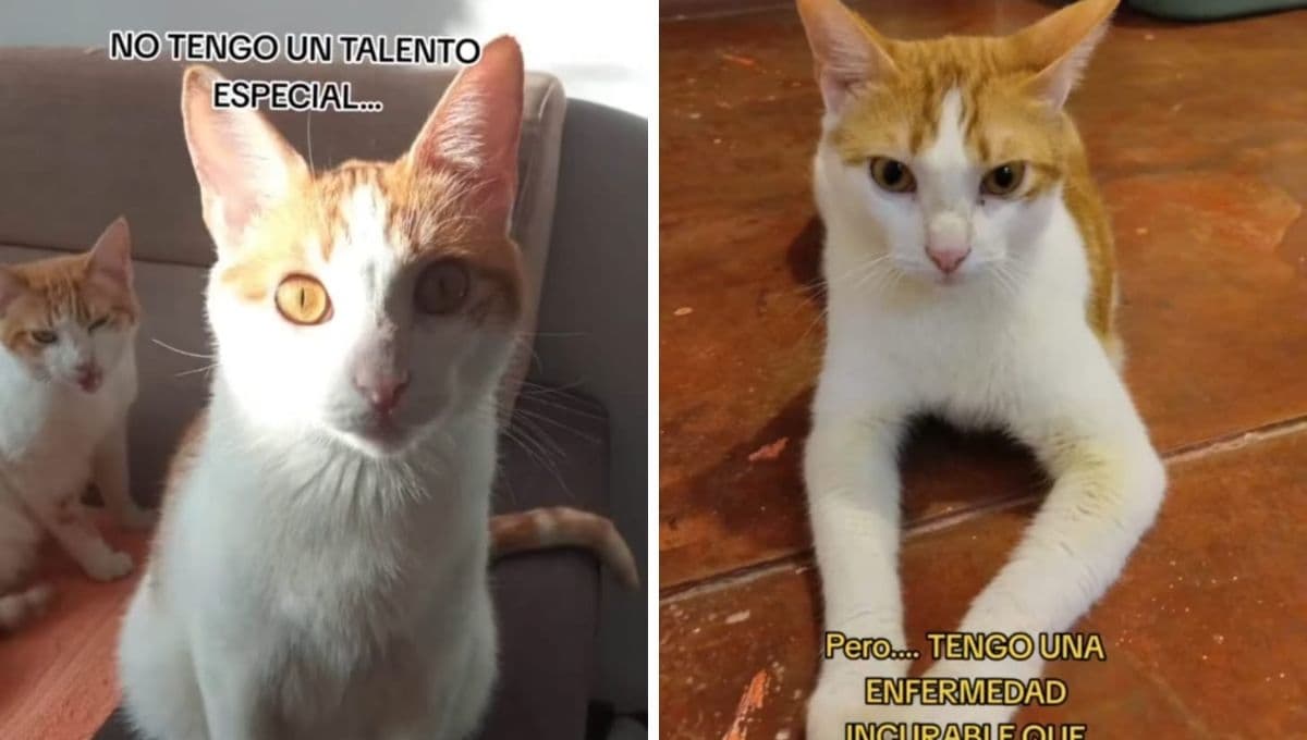 Gato con epilepsia es abandonado con nota pegada; el mensaje es el más triste