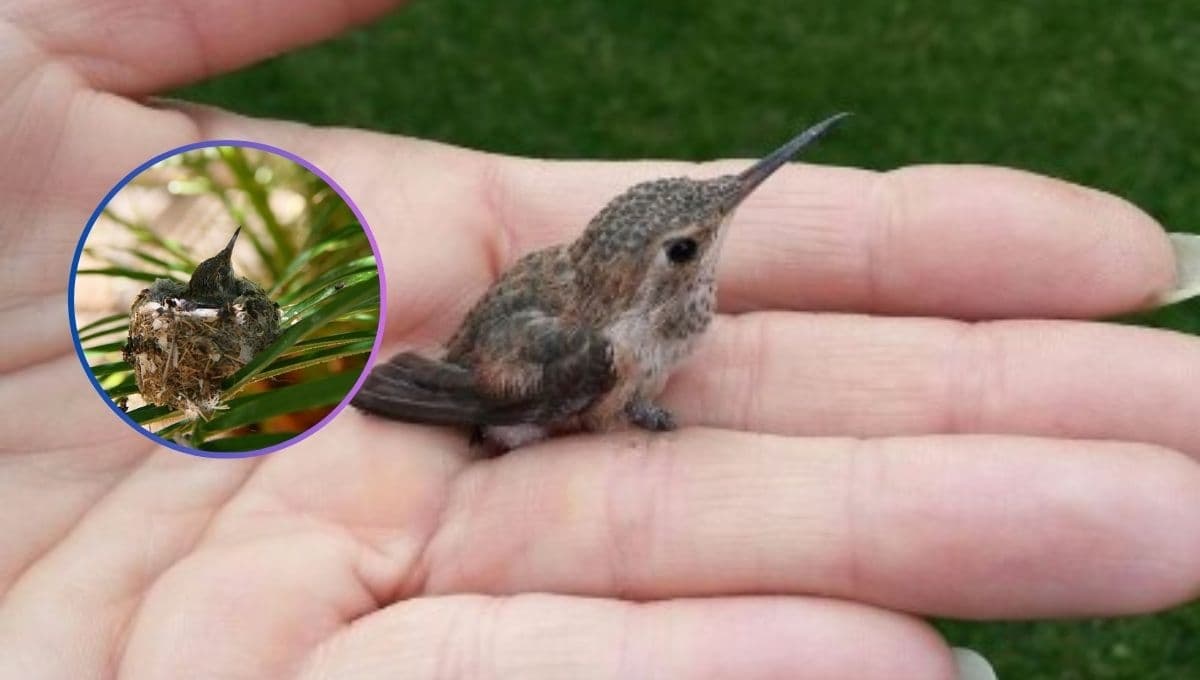 ¿Qué comen los colibríes bebés?