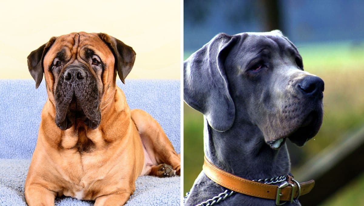 ¿Cuánto tiempo le queda de vida a tu perro, según el tamaño de su hocico?