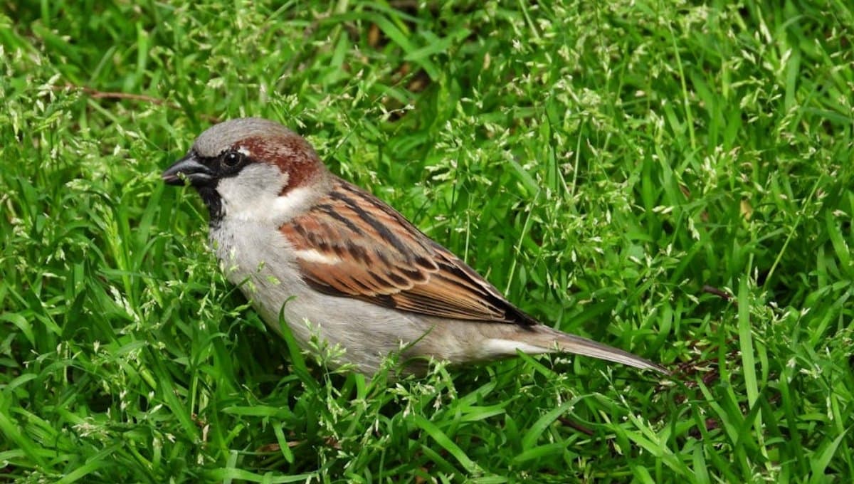 ¿Qué significa encontrar un pájaro muerto?