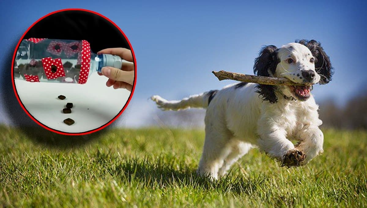 ¿Cómo hacer un juguete casero antiestrés para perros destructores? | Paso a paso