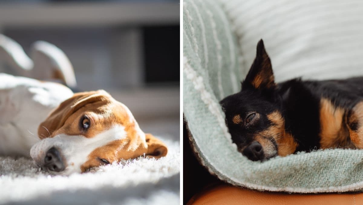 ¿Cómo es el comportamiento de un perro después de castrarlo?