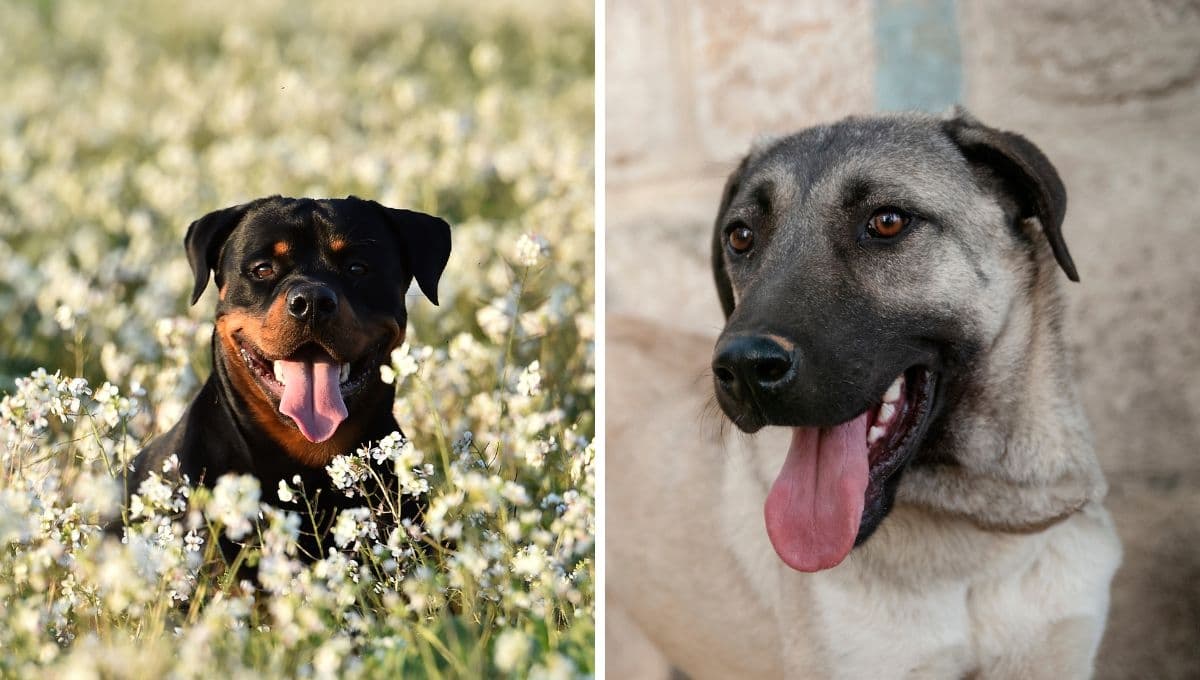 5 razas de perros que muerden más fuerte: ten cuidado con ellas