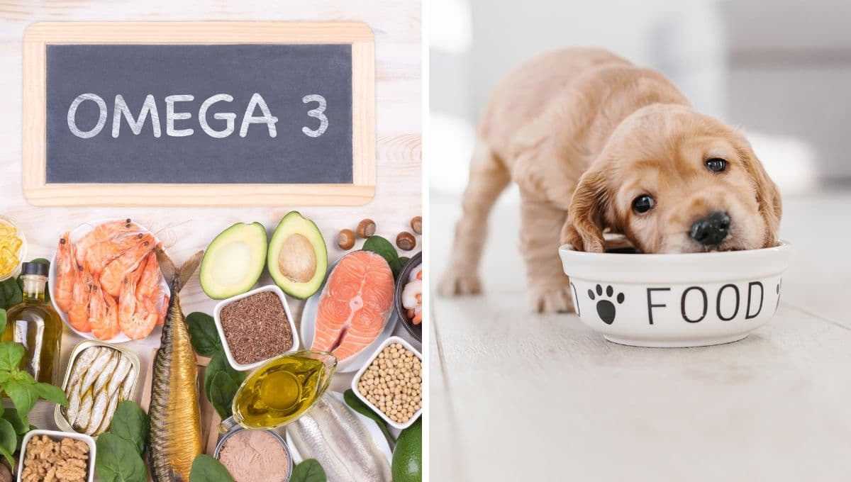 Estos son los beneficios del Omega-3 en la dieta de tu perro
