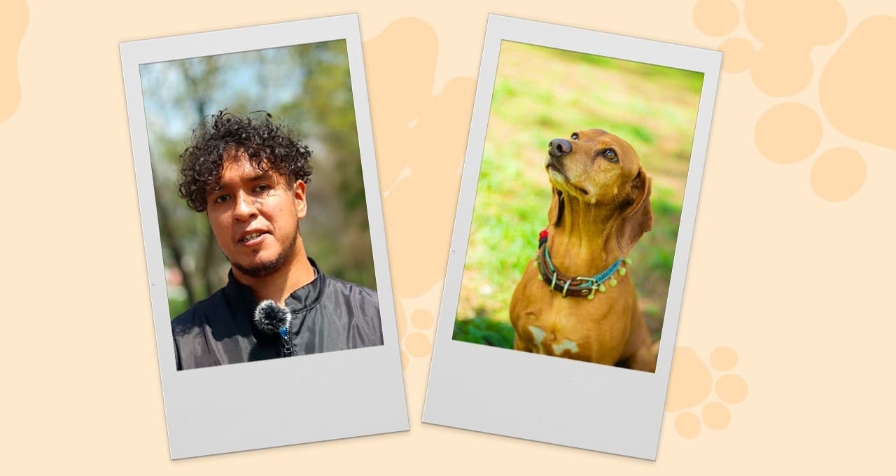 ¿Para qué sirve adoptar perros? 3 razones para darle un hogar a un perrito